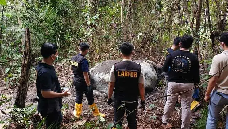 Mengenaskan, Gajah Sumatera Mati dengan Kepala Terpotong
