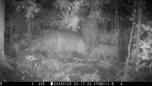Salah Satu Satwa Paling Langka di Dunia Terekam Camera Trap di TN Ujung Kulon