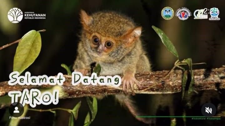 Kenalkan Taro, Penghuni Baru Suaka Tarsius Makassar