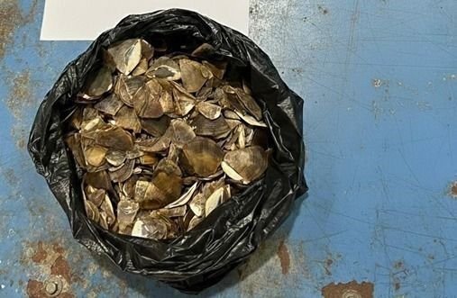 Denda Maksimal Rp30 Miliar Menanti HLY karena Sisik Trenggiling