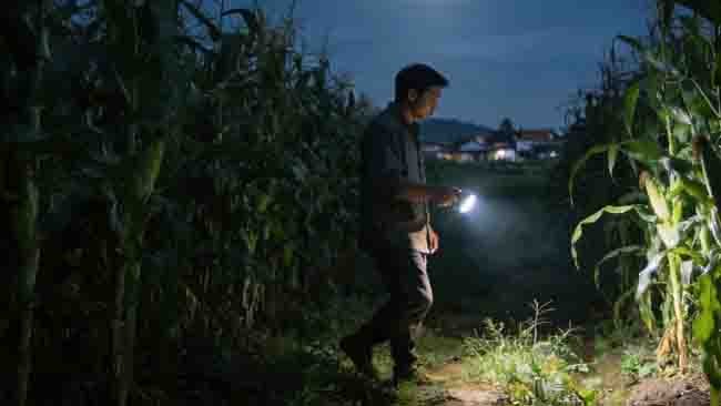 Pengalaman Pertama Simpa, Upaya Tradisional Mencegah Hama Babi Hutan
