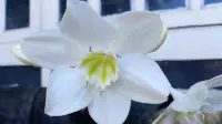 Kesadaran yang Datang Terlambat akan Keindahan Lily Amazon