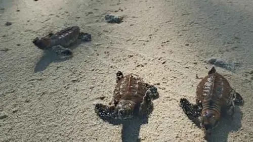 Puluhan Ekor Tukik Menikmati Tualang Baru di Laut Karimunjawa
