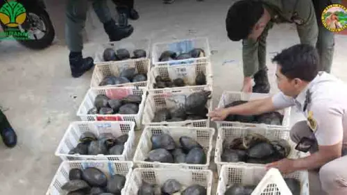 Terkuak! Paket Berisi 179 Ekor Kura-kura Diamankan