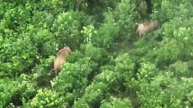 Inovasi Monitoring Satwa, Gajah Sumatera di BAS Dipantau dengan Drone Thermal