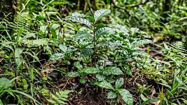 Pallangnga', Bibit Kopi tanpa Semai yang Anti Gagal