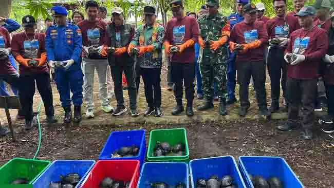 Akhirnya Bebas, Ratusan Kura-kura Bernapas Lega di Pulau Bakut dan Kembang, Kalsel