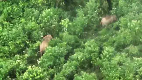 Inovasi Monitoring Satwa, Gajah Sumatera di BAS Dipantau dengan Drone Thermal