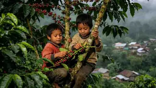 Mengenang Kopi-Kopi, Kegembiraan Pasca Panen Kopi