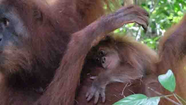 Tentang Badar, Bayi Orangutan yang Menumbuhkan Optimis Masa Depan Konservasi