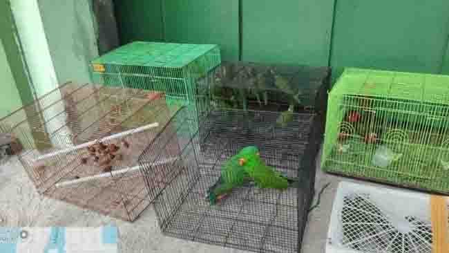 100 Satwa Liar Dilindungi Asal Papua Berhasil Diamankan di Tanjung Priok