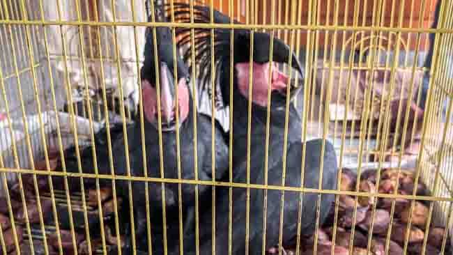 Berkas Lengkap, Penyelundup Kakatua Raja dan Kasuari ke Tolitoli segera Disidang