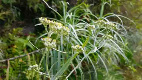 Mengintip Eksotisme Bunga Edelweiss yang Tersembunyi di Poros Kahayya