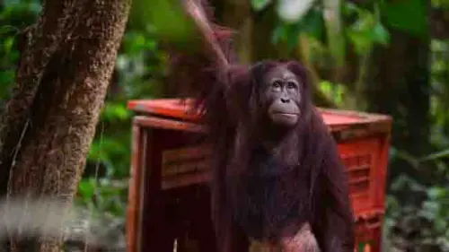 Perkuat Populasi di Alam Liar, Tiga Orangutan Dikembalikan ke Habitat Aslinya