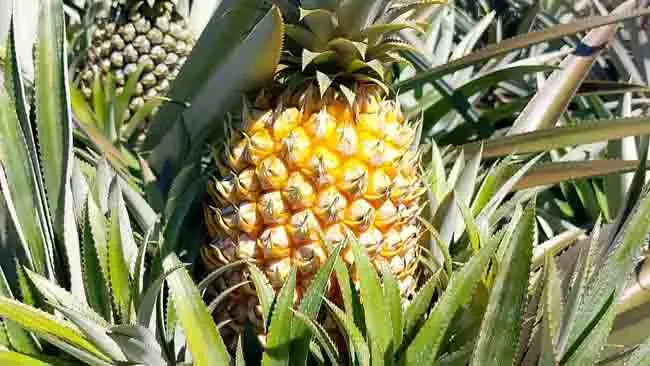 10 Fakta Menarik tentang Nanas Madu yang Perlu Diketahui
