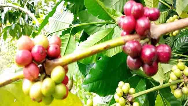 Mengenang Kopi Mere yang Tak Pernah Ingkar Berbuah