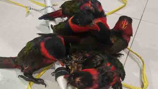 Perdagangan Burung Dilindungi via Facebook di Jayapura Terbongkar
