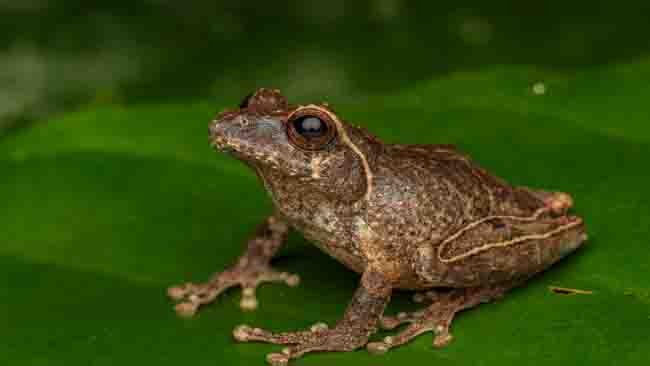 Mengenal Philautus Candrageni, Katak Semak yang Menghuni Lereng Gunung Merapi