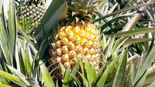 10 Fakta Menarik tentang Nanas Madu yang Perlu Diketahui