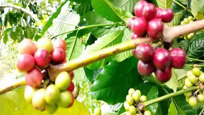 Mengenang Kopi Mere yang Tak Pernah Ingkar Berbuah
