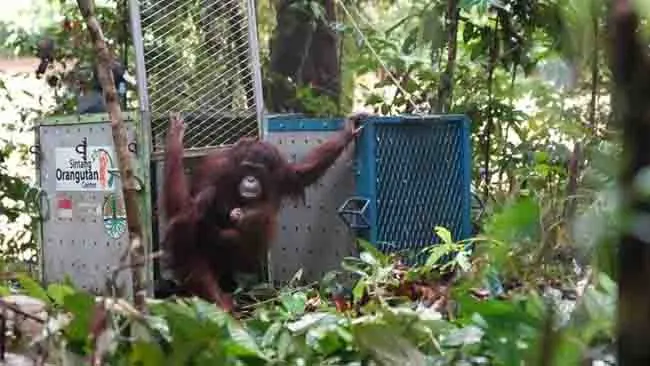 Perkuat Populasi, 5 Individu Orangutan Kembali ke Rumah di TN Betung Kerihun