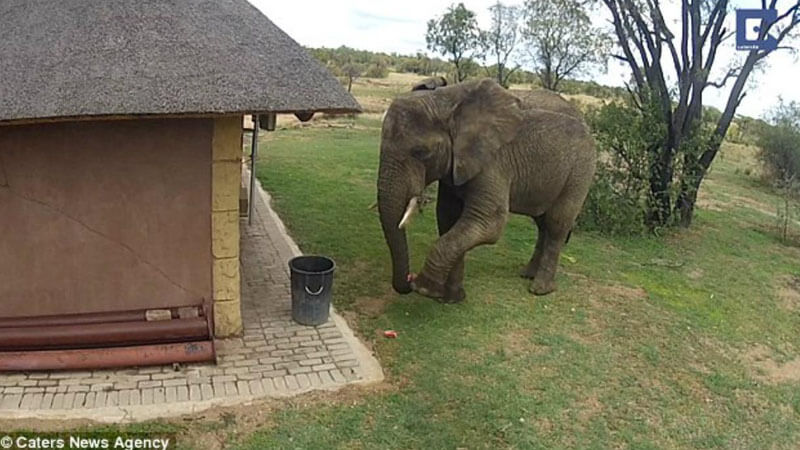 Seekor Gajah memungut sampah