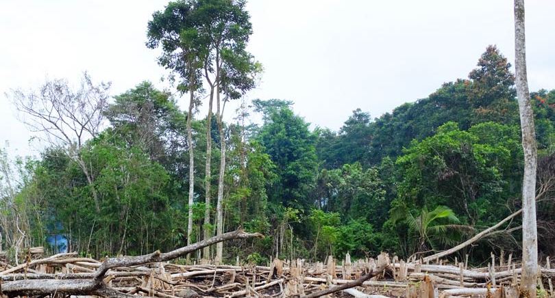 Yayasan Madani: Nol Deforestasi Kunci Strategi Nol Emisi Indonesia