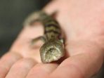 Lidah Biru Lucky Mengagetkan Petugas di Australian Reptile Park