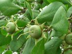 Buah mangrove, bahan baku kopi mangrove