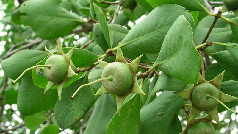 kopi mangrove SEGARA jamu penambah stamina
