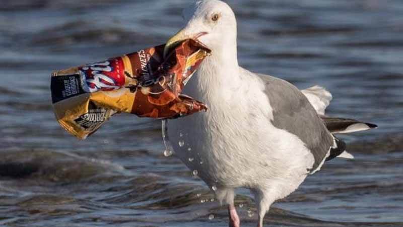 Burung memakan sampah plastik