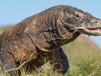 Komodo dan 10 Hewan Langka Indonesia yang Terancam Tiada