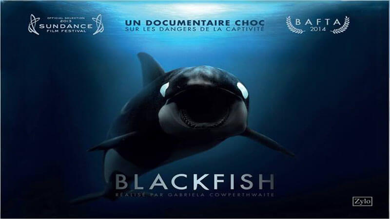 Poster film Blackfish