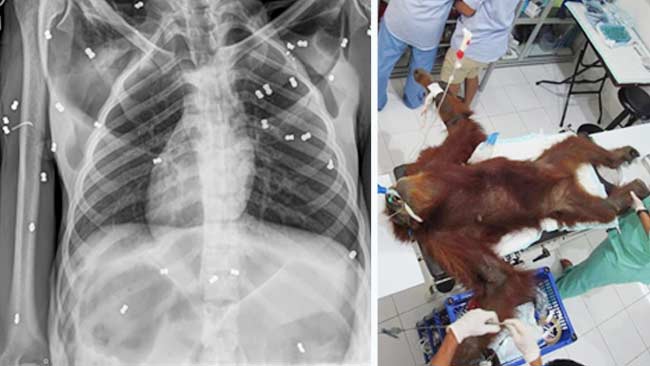 Kritis,-Orangutan-Sumatera-Ditembak-74-Peluru-di-Aceh