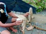 Perihal Fenomena Ikan Hiu yang Bermunculan Pasca Banjir di Sentani, Begini Penjelasan Ahli!