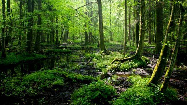 Seberapa Besar Cinta Kita pada Hutan?