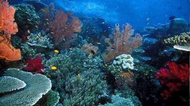 Terumbu karang Raja Ampat