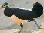 Maleo, Burung Langka yang Paling Setia Pada Pasangannya dan 6 Fakta Unik Tentangnya