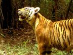 Salah satu harimau sumatera yang berhasil diedintifikasi