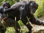 Begini Cara Simpanse Afrika Bertahan Hidup di Habitat tanpa Hutan