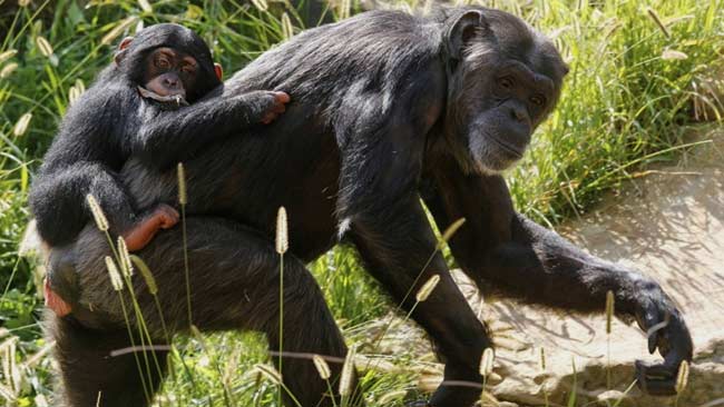 Begini Cara Simpanse Afrika Bertahan Hidup di Habitat tanpa Hutan