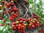 Mengenal Pohon Ficus dan Manfaat Istimewa di Baliknya