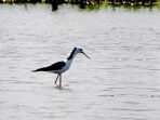 Ngeri, Sampah Plastik Mengancam Burung Migran di Danau Limboto