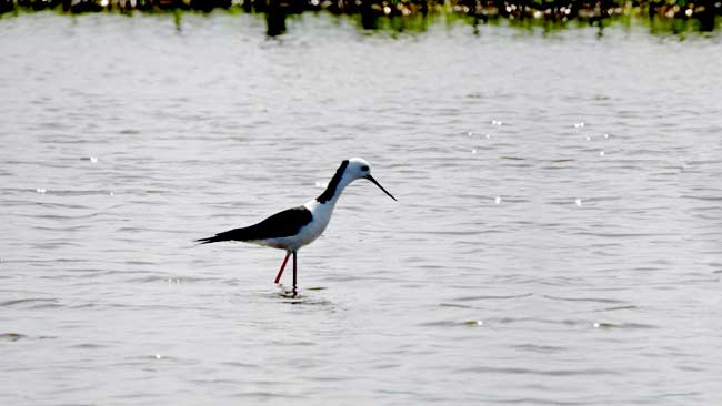 Ngeri, Sampah Plastik Mengancam Burung Migran di Danau Limboto