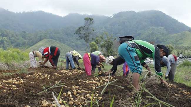 Rantai Pasok Pangan yang Rapuh Terbukti Memiskinkan Petani di Desa
