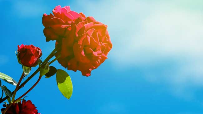 Filosofi Bunga Mawar yang Bermakna Ungkapan Perasaan