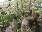 Cerita Sebatang Pohon Kelor di Muna yang Berdaun Putih Susu