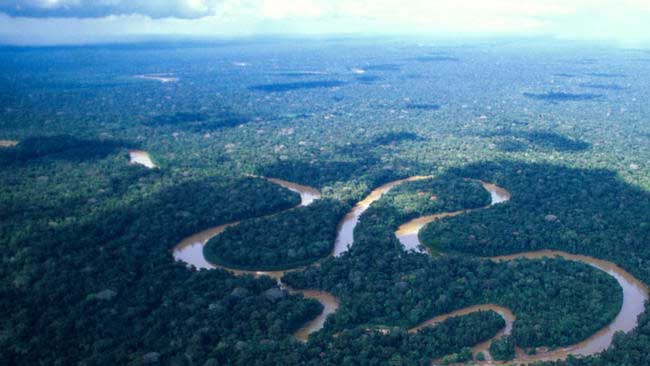 Hutan Amazon Hilang 1 Juta Hektar karena Deforestasi