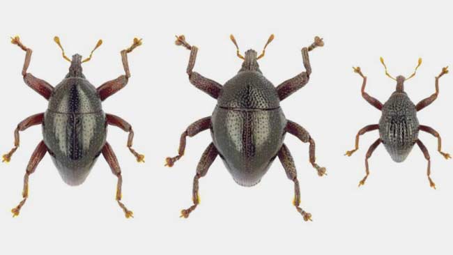Pulau Sulawesi, Surganya Kumbang Yodha