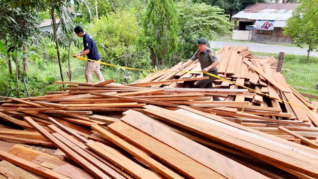 Aktor Illegal Logging di Nunukan Tertangkap, Ribuan Kayu Disita